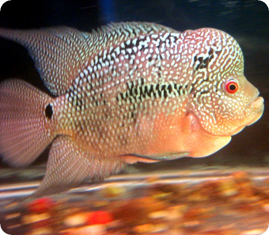 Flowerhorn - Platinum Silver Koomang - 2-3 inch